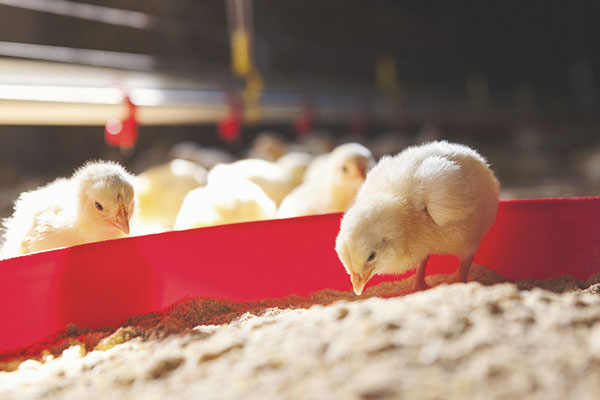 孵化和養雞場的理想溫度和濕度的最佳衡量標準_香蕉视频国产廠家