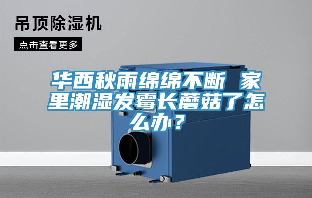 華西秋雨綿綿不斷 家裏潮濕發黴長蘑菇了怎麽辦？