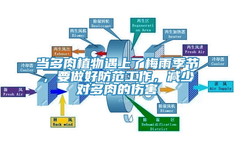 當多肉植物遇上了梅雨季節，要做好防範工作，減少對多肉的傷害