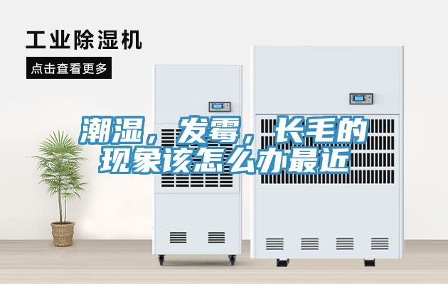 潮濕，發黴，長毛的現象該怎麽辦最近