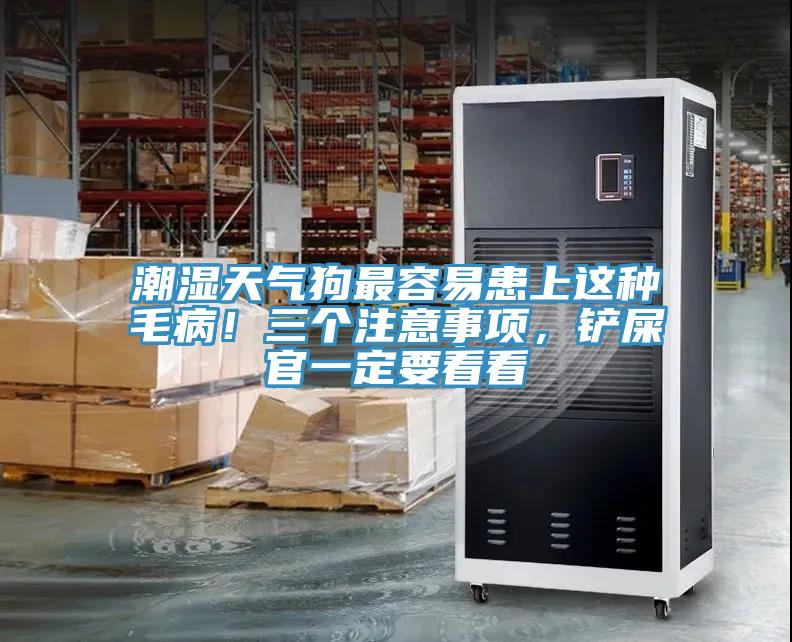 潮濕天氣狗最容易患上這種毛病！三個注意事項，鏟屎官一定要看看