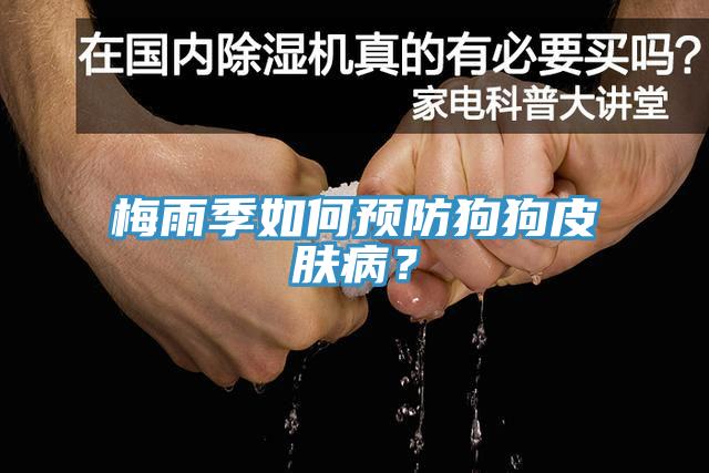 梅雨季如何預防狗狗皮膚病？