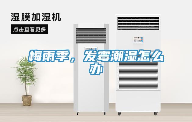 梅雨季，發黴潮濕怎麽辦