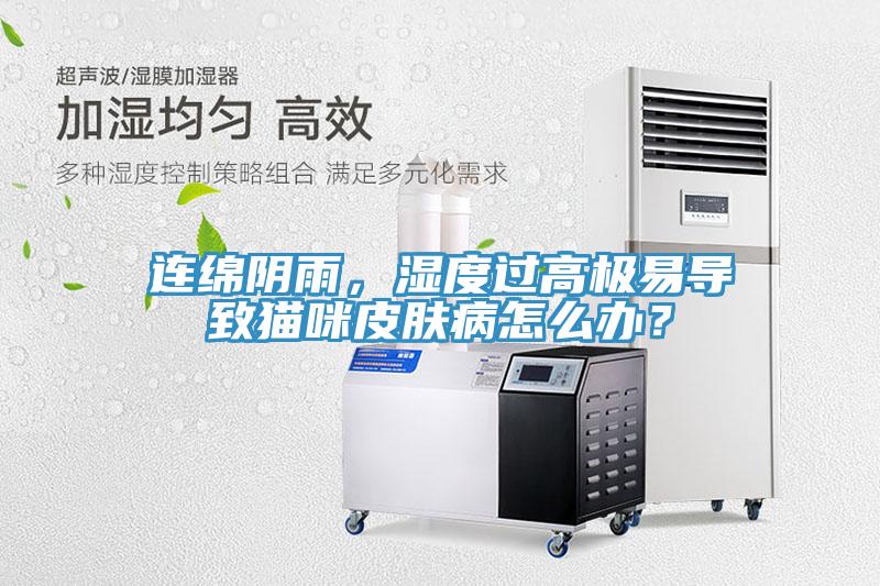 連綿陰雨，濕度過高極易導致貓咪皮膚病怎麽辦？