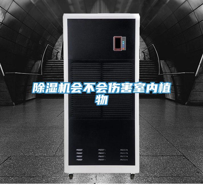 香蕉视频国产會不會傷害室內植物