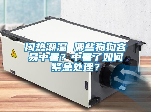 悶熱潮濕 哪些狗狗容易中暑？中暑了如何緊急處理？