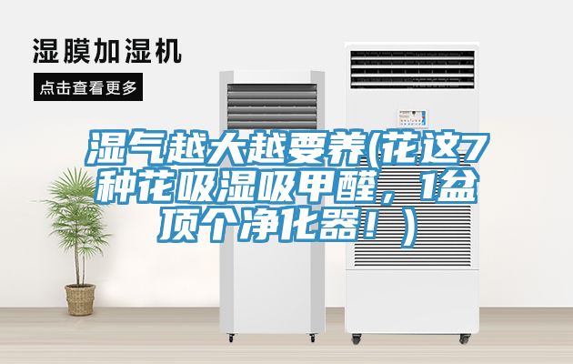 濕氣越大越要養(花這7種花吸濕吸甲醛，1盆頂個淨化器！)